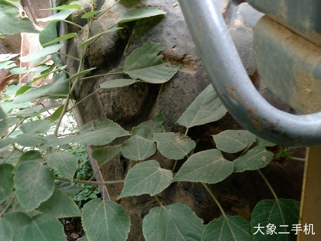 龙工 LG855B 装载机